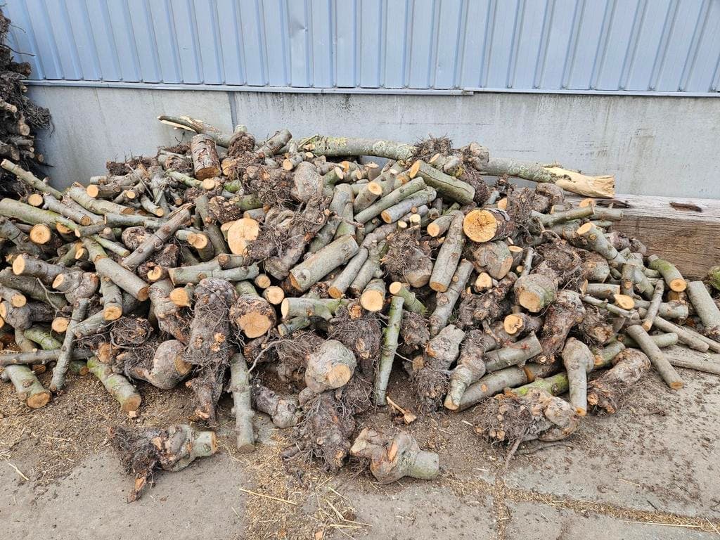 Haardhout van vos — foto 1